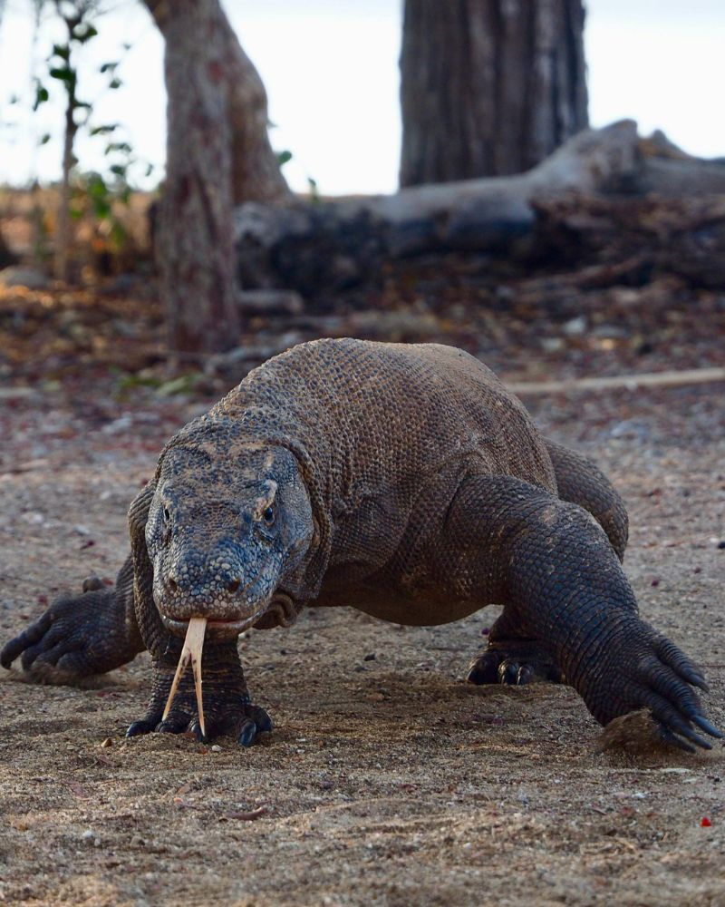 komodo dragon