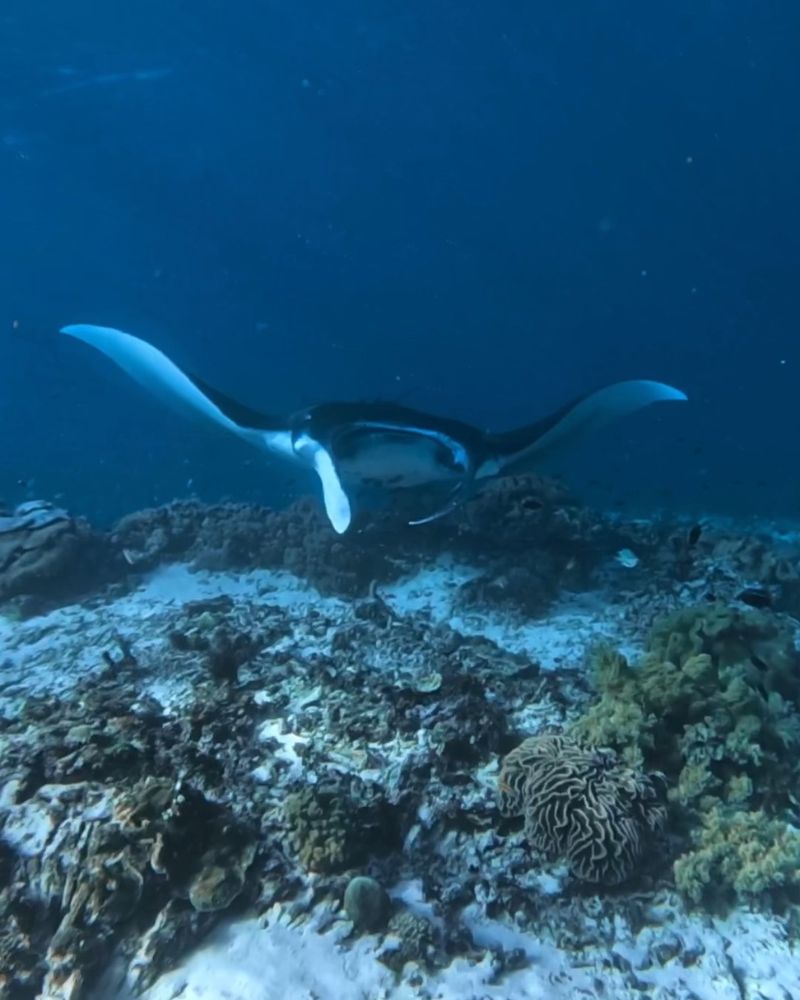 komodo manta point