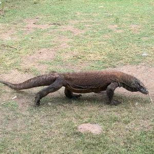 komodo national park tour.jpg