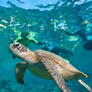 siaba island turtle snorkeling.jpg