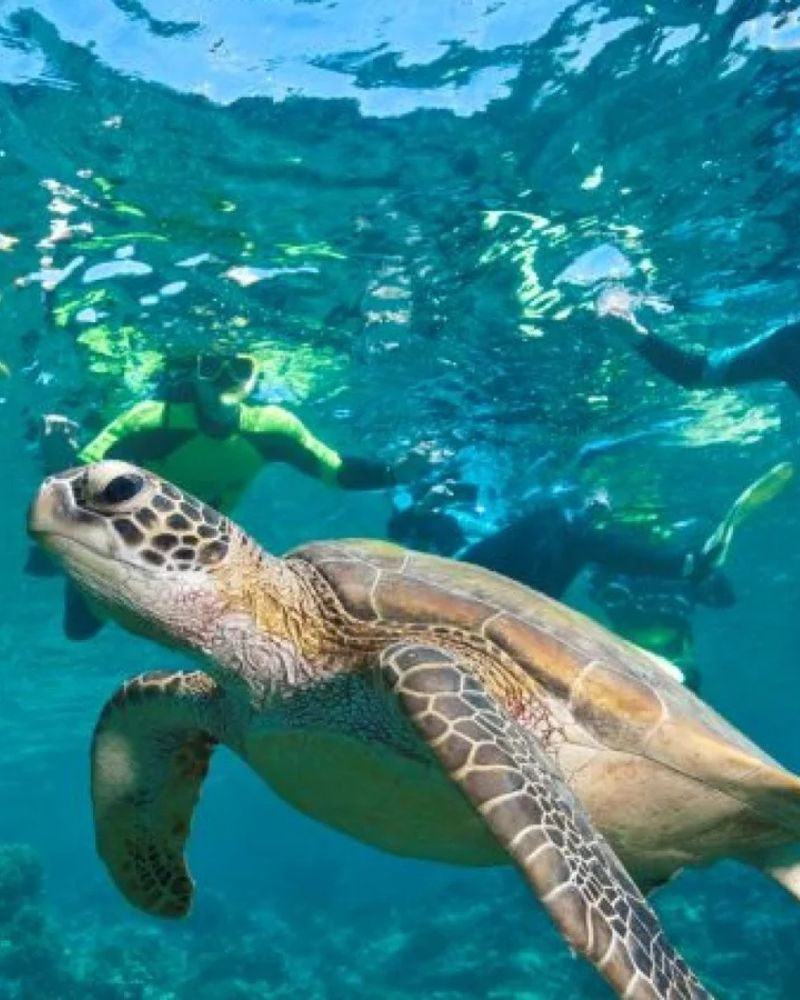siaba island turtle point