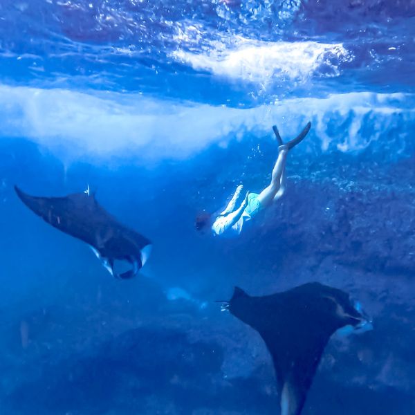 penida manta ray snorkeling