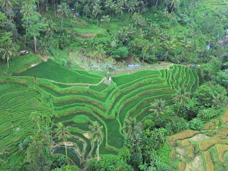 ubud rice field