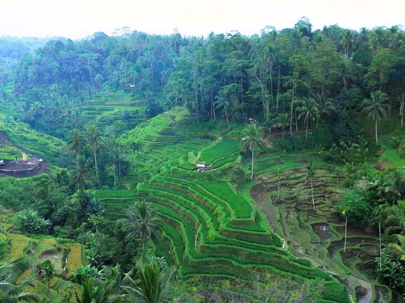 ubud rice terrace