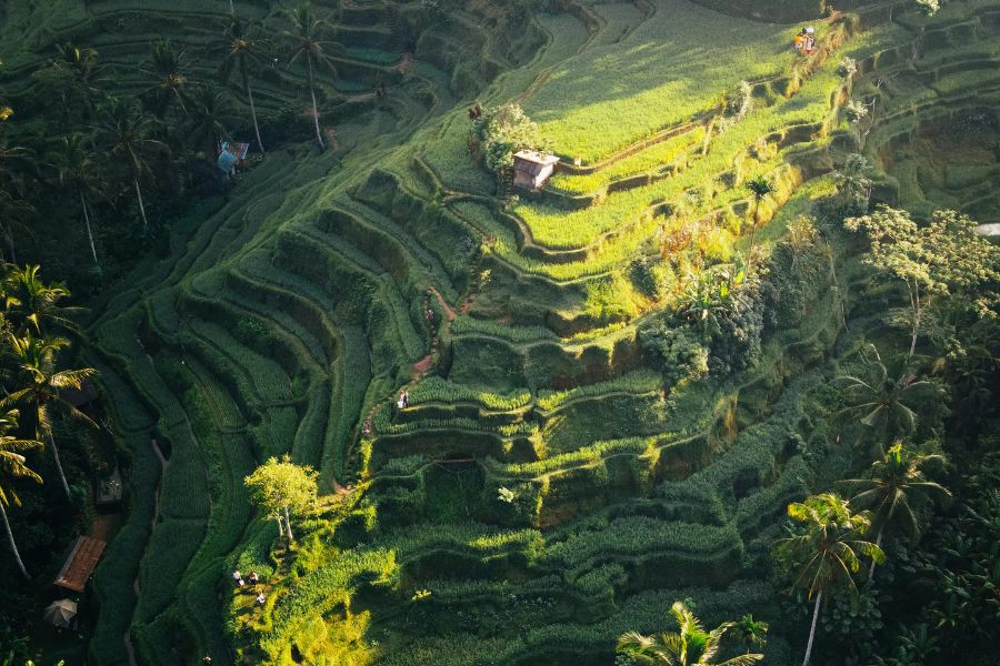 ubud rice terrace